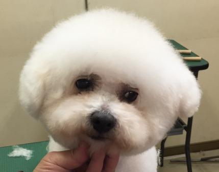 チーちゃん チーちゃん