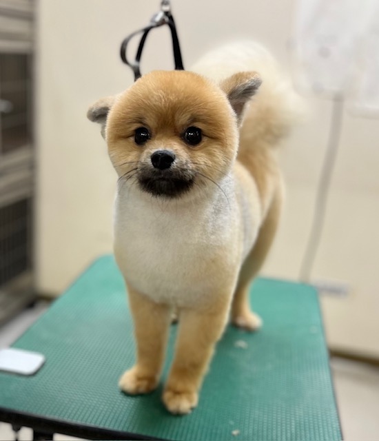ポメ柴犬カット