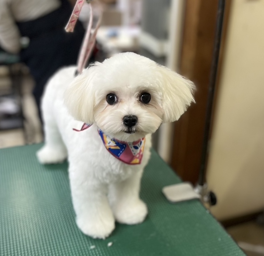 仔犬