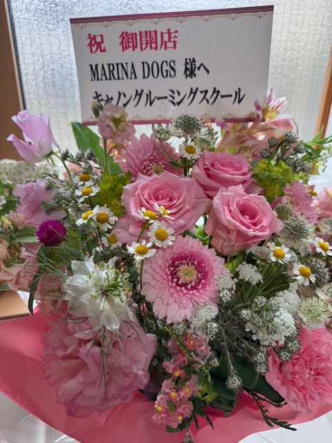 MARINA DOGS I[vI